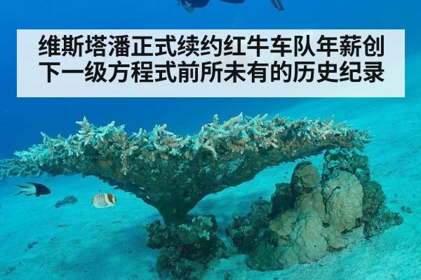 维斯塔潘正式续约红牛车队年薪创下一级方程式前所未有的历史纪录
